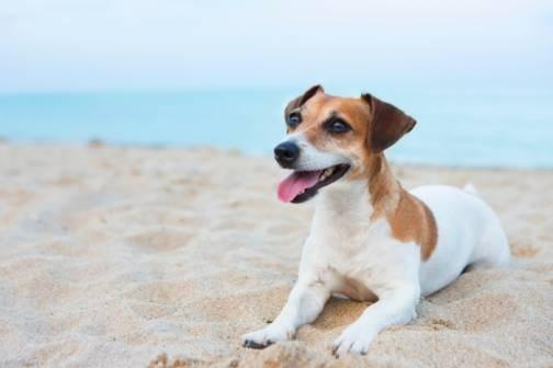30A Pet Friendly Vacation Rentals