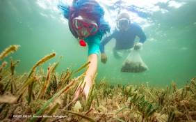 All About Scallop Season on the Forgotten Coast